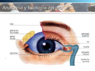 Anatomía y fisiología del ojo 