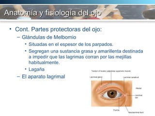 Anatomía y fisiología del ojo Cont. Partes protectoras del ojo: Glándulas de Melbomio Situadas en el espesor de los parpados. Segregan una sustancia grasa y amarillenta destinada a impedir que las lagrimas corran por las mejillas habitualmente. Lagaña El aparato lagrimal 