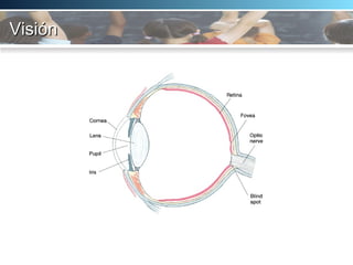 Visión 