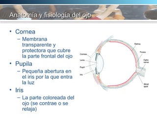 Anatomía y fisiología del ojo Cornea  Membrana transparente y protectora que cubre la parte frontal del ojo Pupila Pequeña abertura en el iris por la que entra la luz Iris La parte coloreada del ojo (se contrae o se relaja) 
