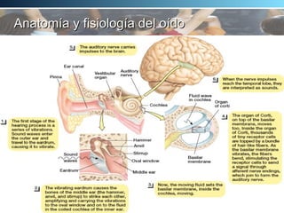 Anatomía y fisiología del oído 