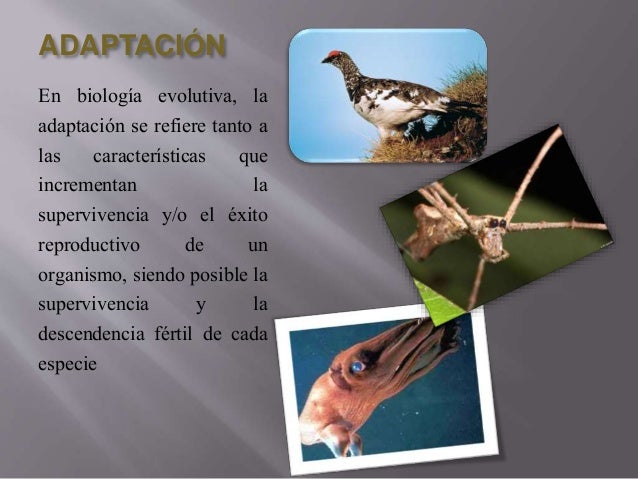 Imperfecciones de la adaptacion