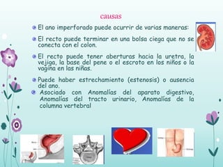 causas
El ano imperforado puede ocurrir de varias maneras:
El recto puede terminar en una bolsa ciega que no se
conecta con el colon.
El recto puede tener aberturas hacia la uretra, la
vejiga, la base del pene o el escroto en los niños o la
vagina en las niñas.
Puede haber estrechamiento (estenosis) o ausencia
del ano.
Asociado con Anomalías del aparato digestivo,
Anomalías del tracto urinario, Anomalías de la
columna vertebral
 
