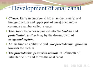 Development of anal canal
 Cloaca: Early in embryonic life allantois(urinary) and
hindgut(rectum and upper part of anus) open into a
common chamber called cloaca
 The cloaca becomes separated into the bladder and
postallantoic gut(rectum) by the downgrowth of
urogenital septum.
 At this time an epiblastic bud , the proctodaeum, grows in
towards the rectum
 The proctodaeum fuses with rectum in 3rd month of
intrauterine life and forms the anal canal
 