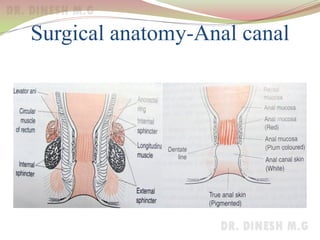 Surgical anatomy-Anal canal
 