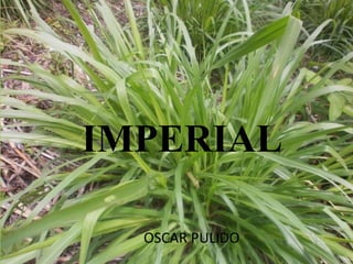 IMPERIAL
OSCAR PULIDO
 