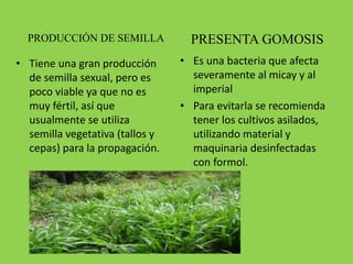 PRODUCCIÓN DE SEMILLA
• Tiene una gran producción
de semilla sexual, pero es
poco viable ya que no es
muy fértil, así que
usualmente se utiliza
semilla vegetativa (tallos y
cepas) para la propagación.
PRESENTA GOMOSIS
• Es una bacteria que afecta
severamente al micay y al
imperial
• Para evitarla se recomienda
tener los cultivos asilados,
utilizando material y
maquinaria desinfectadas
con formol.
 