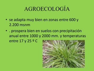 AGROECOLOGÍA
• se adapta muy bien en zonas entre 600 y
2.200 msnm
• . prospera bien en suelos con precipitación
anual entre 1000 y 2000 mm. y temperaturas
entre 17 y 25 º C
 