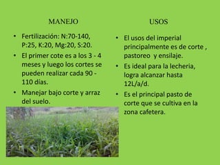 MANEJO
• Fertilización: N:70-140,
P:25, K:20, Mg:20, S:20.
• El primer cote es a los 3 - 4
meses y luego los cortes se
pueden realizar cada 90 -
110 días.
• Manejar bajo corte y arraz
del suelo.
USOS
• El usos del imperial
principalmente es de corte ,
pastoreo y ensilaje.
• Es ideal para la lecheria,
logra alcanzar hasta
12L/a/d.
• Es el principal pasto de
corte que se cultiva en la
zona cafetera.
 
