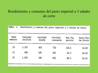 Rendimiento y consumo del pasto imperial a 3 edades
de corte
 