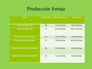 Producción forraje
 