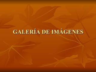 GALERÍA DE IMÁGENES 