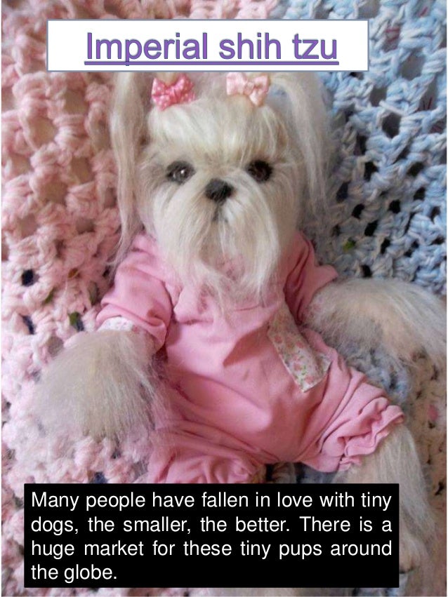 What are some common characteristics of an imperial Shih Tzu?