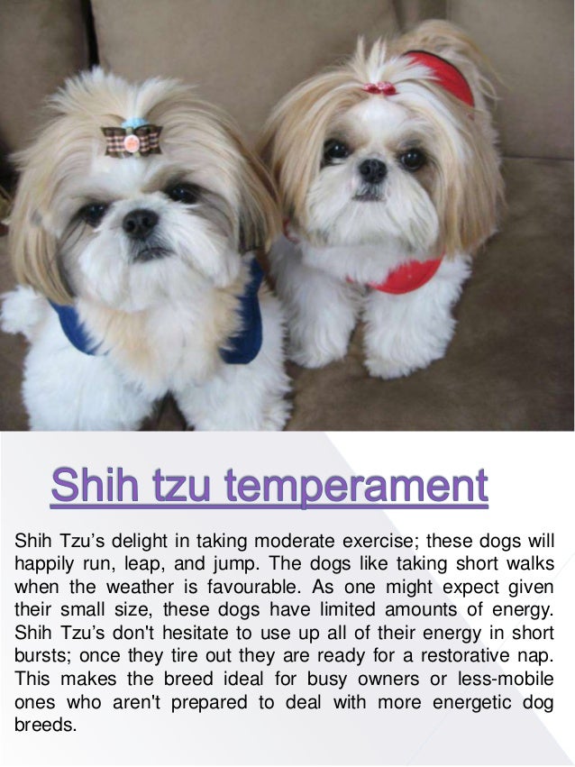 Imperial Shih Tzu