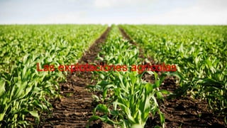 Las explotaciones agrícolas
 