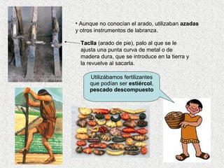Utilizábamos fertilizantes
que podían ser estiércol,
pescado descompuesto
• Aunque no conocían el arado, utilizaban azadas
y otros instrumentos de labranza.
TacllaTaclla (arado de pie), palo al que se le
ajusta una punta curva de metal o de
madera dura, que se introduce en la tierra y
la revuelve al sacarla.
 