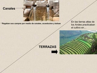 Canales
En las tierras altas de
los Andes practicaban
el cultivo en…
TERRAZAS
• Regaban sus campos por medio de canales, acueductos y balsas
 
