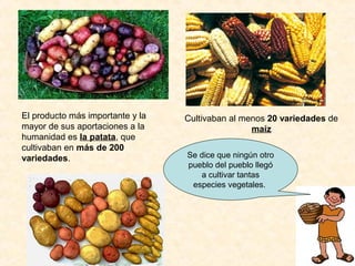 El producto más importante y la
mayor de sus aportaciones a la
humanidad es la patata, que
cultivaban en más de 200
variedades.
Cultivaban al menos 20 variedades de
maíz
Se dice que ningún otro
pueblo del pueblo llegó
a cultivar tantas
especies vegetales.
 