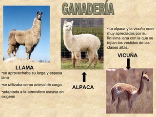 LLAMA
•La alpaca y la vicuña eran
muy apreciadas por su
finísima lana con la que se
tejían los vestidos de las
clases altas.
•se aprovechaba su larga y espesa
lana
•se utilizaba como animal de carga.
•adaptada a la atmosfera escasa en
oxigeno
ALPACA
VICUÑA
 