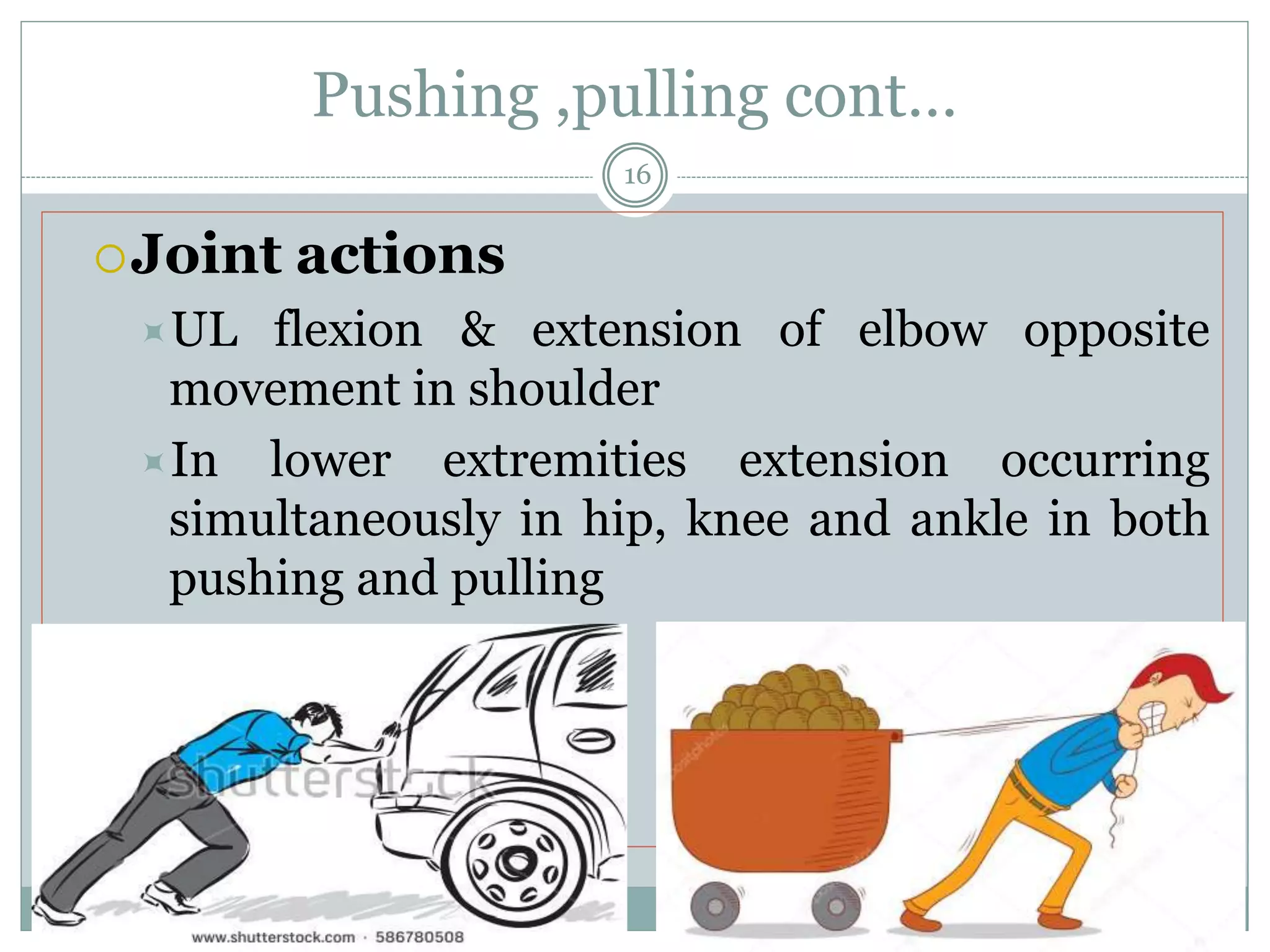 Pushing ,pulling cont…
Joint actions
UL flexion & extension of elbow opposite
movement in shoulder
In lower extremities extension occurring
simultaneously in hip, knee and ankle in both
pushing and pulling
Prepared by:Dr.Krupa Soni (MPT)
16
 