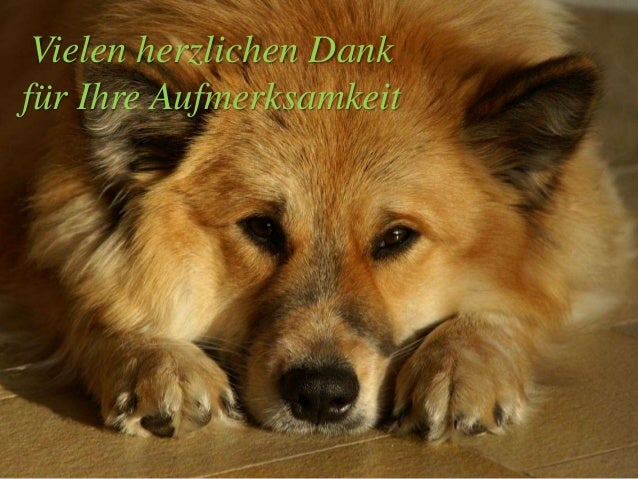 Impfungen beim Hund 2015