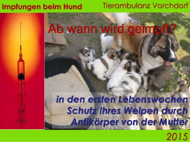 Impfungen Beim Hund 2015