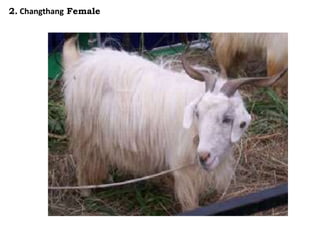 2. Changthang Female
 