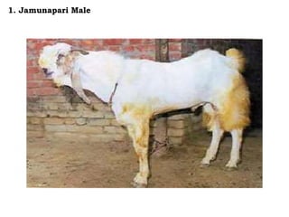 1. Jamunapari Male
 