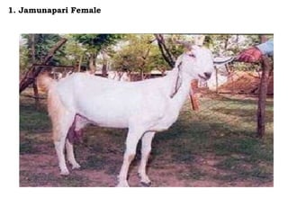 1. Jamunapari Female
 