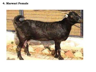 4. Marwari Female
 