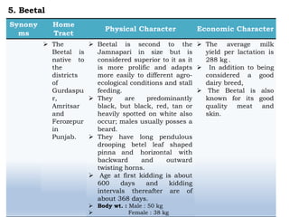  The
Beetal is
native to
the
districts
of
Gurdaspu
r,
Amritsar
and
Ferozepur
in
Punjab.
 Beetal is second to the
Jamnapari in size but is
considered superior to it as it
is more prolific and adapts
more easily to different agro-
ecological conditions and stall
feeding.
 They are predominantly
black, but black, red, tan or
heavily spotted on white also
occur; males usually posses a
beard.
 They have long pendulous
drooping betel leaf shaped
pinna and horizontal with
backward and outward
twisting horns.
 Age at first kidding is about
600 days and kidding
intervals thereafter are of
about 368 days.
 Body wt. : Male : 50 kg
 Female : 38 kg
 The average milk
yield per lactation is
288 kg .
 In addition to being
considered a good
dairy breed,
 The Beetal is also
known for its good
quality meat and
skin.
5. Beetal
 
