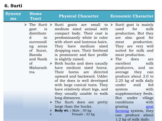  The Surti
goat is
distribute
d in
surroundi
ng areas
of Surat,
Baroda
and Nasik
of
Maharash
tra.
 Surti goats are small to
medium sized animal with
compact body. Their coat is
predominantly white in color
with short and lustrous hairs.
They have medium sized
dropping ears. Their forehead
is prominent and face profile
is slightly raised.
 Both bucks and does usually
have medium sized horns.
Their horns are directed
upward and backward. Udder
of the does is well developed
with large conical teats. They
have relatively short legs, and
they usually unable to walk
long distances.
 The Surti does are pretty
large than the bucks.
 Body wt. : Male : 30 kg
 Female : 32 kg
 Surti goat is mainly
used for milk
production. But they
are also good for
meat production.
They are very well
suited for milk and
meat production.
 The does are
excellent milk
producers, and on
average they can
produce about 2.0 to
2.25 kg of milk daily
under stall fed
system with
supplementary feeds.
But under village
conditions with
grazing goat
farming system, they
can produce about
1.2 kg of milk daily.
6. Surti
 