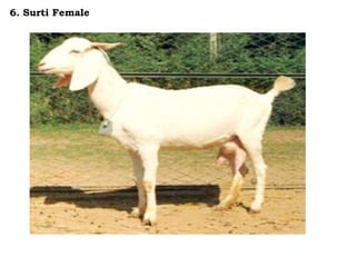 6. Surti Female
 