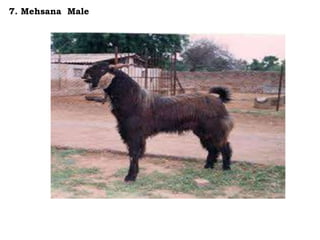 7. Mehsana Male
 
