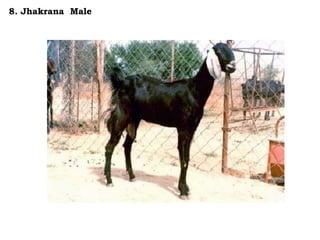 8. Jhakrana Male
 