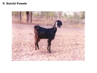 9. Kutchi Female
 