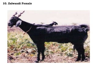 10. Zalwandi Female
 