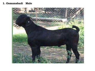 1. Osmanabadi Male
 