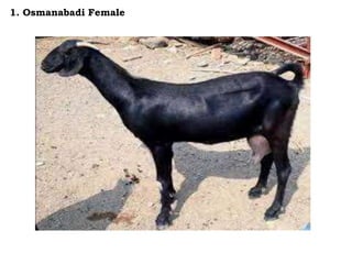 1. Osmanabadi Female
 