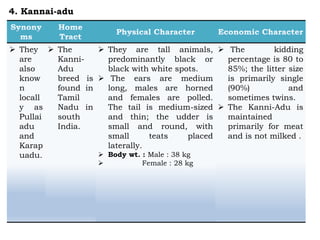  They
are
also
know
n
locall
y as
Pullai
adu
and
Karap
uadu.
 The
Kanni-
Adu
breed is
found in
Tamil
Nadu in
south
India.
 They are tall animals,
predominantly black or
black with white spots.
 The ears are medium
long, males are horned
and females are polled.
The tail is medium-sized
and thin; the udder is
small and round, with
small teats placed
laterally.
 Body wt. : Male : 38 kg
 Female : 28 kg
 The kidding
percentage is 80 to
85%; the litter size
is primarily single
(90%) and
sometimes twins.
 The Kanni-Adu is
maintained
primarily for meat
and is not milked .
4. Kannai-adu
 