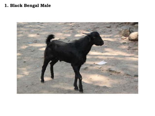 1. Black Bengal Male
 