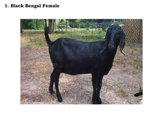 1. Black Bengal Female
 