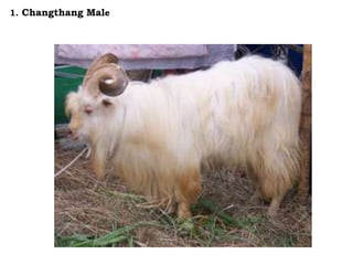 1. Changthang Male
 