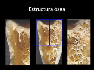 Estructura ósea
 