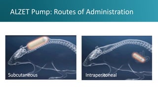 Intraperitoneal Injection Fish Implantable Infusion Pumps: Insights For Your Next Animal Dosing Study ...