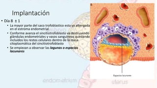 Implantación
• Día 8 ± 1
• La mayor parte del saco trofoblastico esta ya albergada
en el estroma endometrial
• Conforme avanza el sincitiotrofoblasto va destruyendo
glándulas endometriales y vasos sanguíneos quedando
incluidos los restos celulares dentro de la masa
citoplasmática del sincitiotrofoblasto
• Se empiezan a observar las lagunas o espacios
lacunares
 