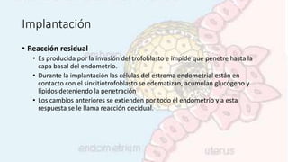 Implantación
• Reacción residual
• Es producida por la invasión del trofoblasto e impide que penetre hasta la
capa basal del endometrio.
• Durante la implantación las células del estroma endometrial están en
contacto con el sincitiotrofoblasto se edematizan, acumulan glucógeno y
lípidos deteniendo la penetración
• Los cambios anteriores se extienden por todo el endometrio y a esta
respuesta se le llama reacción decidual.
 