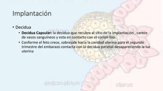 Implantación
• Decidua
• Decidua Capsular: la decidua que recubre al sitio de la implantación , carece
de vasos sanguíneos y esta en contacto con el corion liso.
• Conforme el feto crece, sobresale hacia la cavidad uterina para el segundo
trimestre del embarazo contacta con la decidua parietal desapareciendo la luz
uterina
 