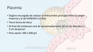 Placenta
• Orgáno encargado de realizar el intercambio principal entre la sangre
materna y la del embrión o el feto
• Tiene forma de disco
• Al final del embarazo será de aproximadamente 20 cm de diámetro y
3 cm de grosor
• Peso aprox: 500 a 600 grs
 