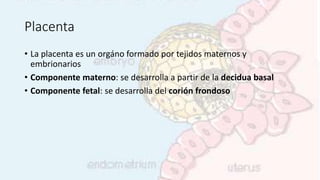 Placenta
• La placenta es un orgáno formado por tejidos maternos y
embrionarios
• Componente materno: se desarrolla a partir de la decidua basal
• Componente fetal: se desarrolla del corión frondoso
 